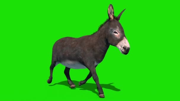 Burro Animal Trotcycle Pantalla Verde Lazo Frontal Representación Animación — Vídeos de Stock