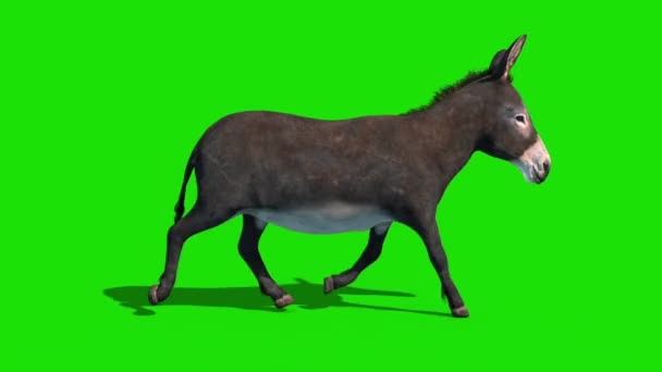 Osioł Zwierzę Trotcycle Zielony Ekran Pętla Boczna Rendering Animacja — Wideo stockowe