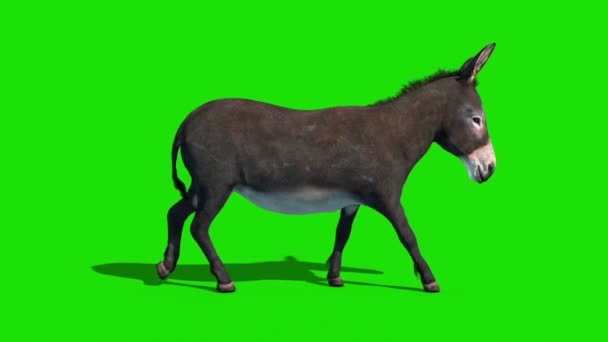Donkey Animal Walkcycle Green Screen Side Loop Αποτύπωση Animation — Αρχείο Βίντεο