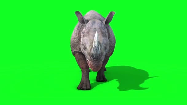 Rhinoceros Walkcycle Front Green Screen Αποτύπωση Ζώα Animation — Αρχείο Βίντεο