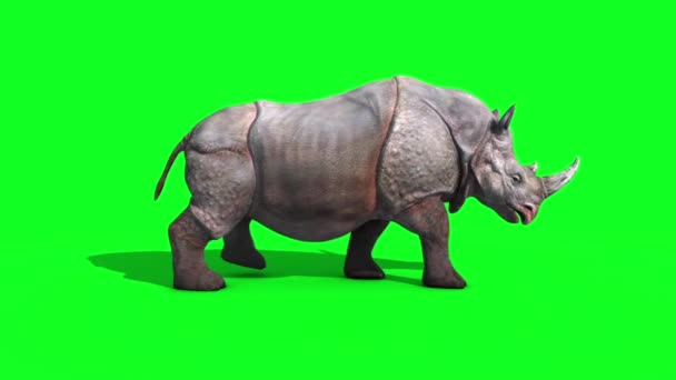 Rhinoceros Walkcycle Side Green Screen Renderização Animais Animação — Vídeo de Stock