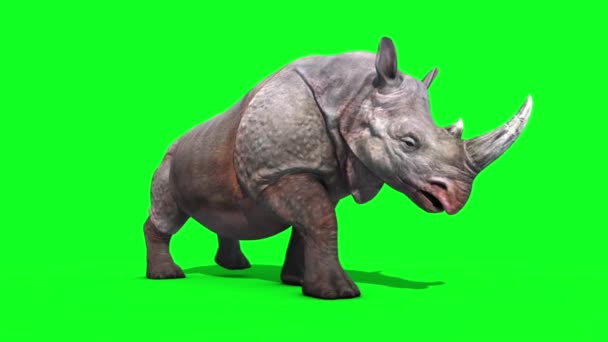 Rhinoceros Walkcycle Tela Verde Renderização Animation Animals — Vídeo de Stock