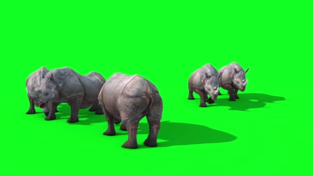 Grupp Noshörningar Äter Grön Skärm Top Rendering Animation Djur Royaltyfri Stockvideo