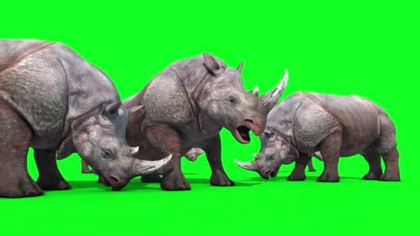 Grupo Rinocerontes Come Animais Animação Renderização Tela Verde — Vídeo de Stock