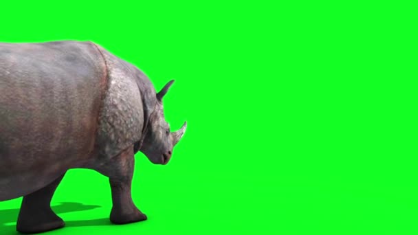 Rhinoceros Camina Atrás Pantalla Verde Representación Animación Animales — Vídeos de Stock