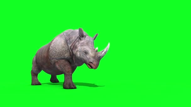 Rhinoceros Walks Front Grønn Skjerm Gjengivende Animasjonsdyr stockvideo