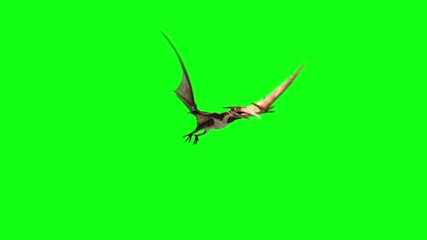 パターノドン恐竜フライフロントグリーン3Dレンダリングアニメーション — ストック動画