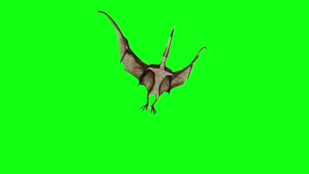 パターノドン恐竜 フライダウングリーンスクリーン3Dレンダリングアニメーション — ストック動画