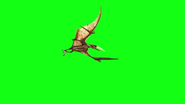 Pteranodon Dinosaurs Fly Side Зелений Екран Рендерингу Анімації — стокове відео