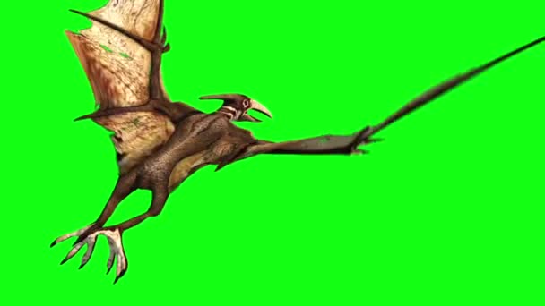 Dinossauros Pteranodon Voam Para Trás Verde Tela Renderização Animação — Vídeo de Stock