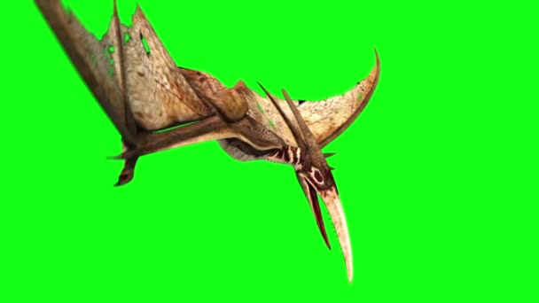 Pteranodon Dinosaurier Fliege Angriffe Stirbt Green Screen Markers Rendering — Stockvideo