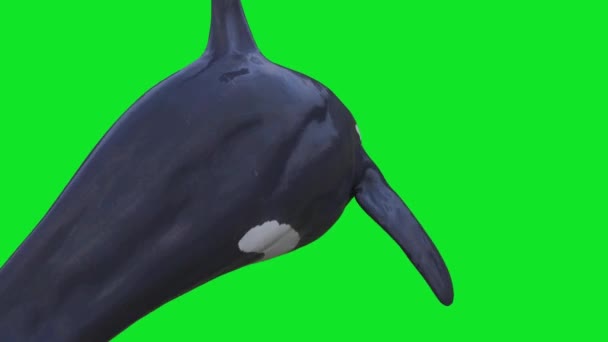 Orca Killer Whale Swim Back Green Screen Rendering Animation — Stock video