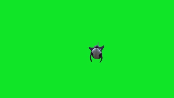 Orca Killer Whale Attack Green Screen Rendering Animation — Stock Video