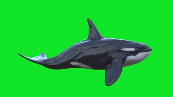 Orca Asesino Ballena Verde Pantalla Renderizado Animación — Vídeo de stock