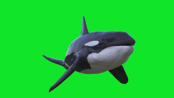 Orca Killer Ballena Verde Pantalla Océano Renderizado Animación — Vídeos de Stock