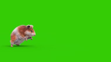 Hamster Yeşil Ekran Kemirgen Saldırıları 3 boyutlu Hayvanlar Rendring