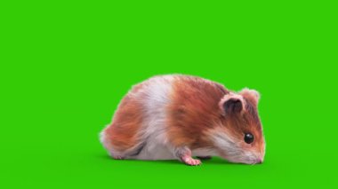 Hamster Yeşil Ekran Kemirgen Kazıyor ve Gözlüyor 3D Hayvanlar Rendring