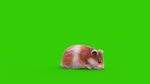 Hamster Yeşil Ekran Kemirgeni Boyutlu Hayvanlar Rendring — Stok video
