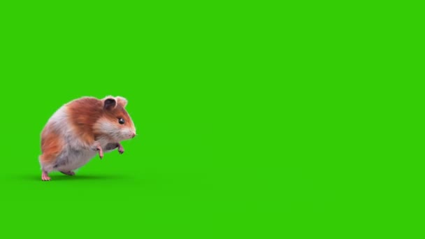 Hamster Grön Skärm Gnagare Attacker Side Animation Djur Rendring — Stockvideo