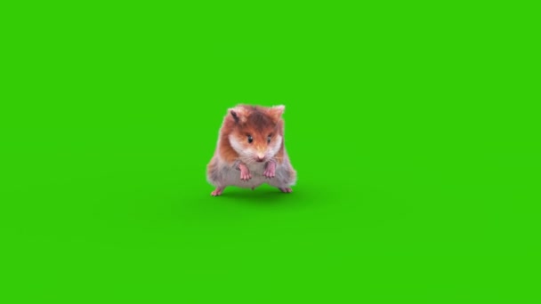 Hamster Grön Skärm Gnagare Attacker Front Animation Djur Rendring — Stockvideo
