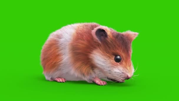 Hamster Green Screen Rodent Idle Loop Animation Rendring — стоковое видео