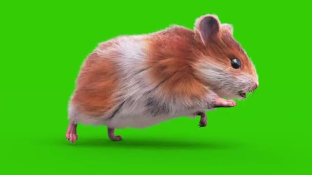 Hamster Green Screen Rodent Runcycle Анімація Тварини Рендрінг — стокове відео