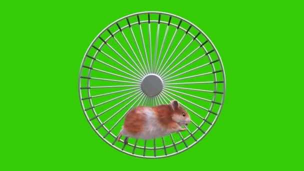 Hamster Grön Skärm Gnagare Springer Wheel Animation Djur Rendring — Stockvideo