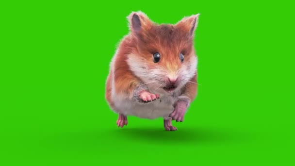 Hamster Green Screen Rodent Runcycle Front Animals Rendring Stok Video Bebas Royalti
