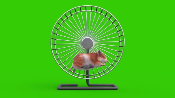 Hamster Grön Skärm Gnagare Körs Wheel Cage Animation Djur Rendring — Stockvideo