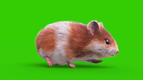 Hamster Grön Skärm Gnagare Walkcycle Animation Djur Rendring — Stockvideo