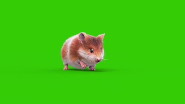 Hamster Yeşil Ekran Kemirgeni Önde Yürüyor Boyutlu Animasyon Hayvanları Rendring — Stok video