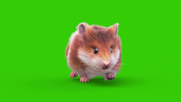 Hamster Yeşil Ekran Kemirgen Yürüyüşü Boyutlu Hayvanlar Rendring — Stok video