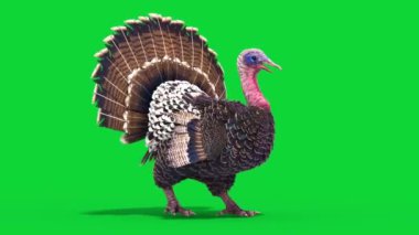 Türkiye Yürüyüş Bisikleti Yeşil Ekran Döngüsü Hayvanlar 3B Canlandırma 4K