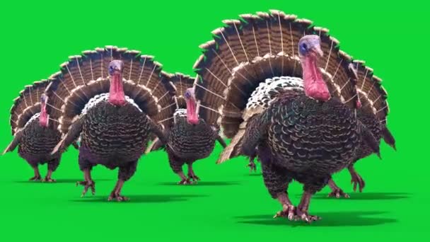 火鸡组走绿屏风动物3D渲染动画4K — 图库视频影像
