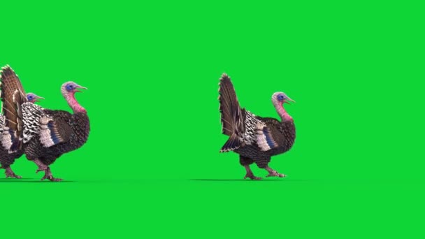 Grupa Indyków Spacery Zielony Ekran Side Zwierzęta Rendering Animacja — Wideo stockowe