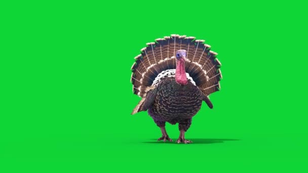 Turkey Walks Green Screen Front Animals Rendering Animation — Stock Video