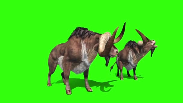 Buffalo Animals Horns Green Screen Rendering Animation — Wideo stockowe