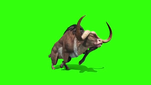 Buffalo Runs Loop Animals Horns Green Screen Rendering Animation Video Clip