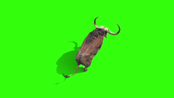 Βουβάλι Τρέχει Βρόχο Κορυφή Ζώα Κέρατα Πράσινη Οθόνη Αποτύπωση Animation — Αρχείο Βίντεο