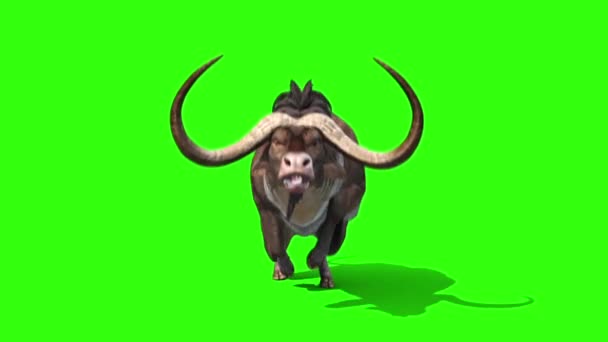 Buffalo Corre Loop Animali Anteriori Corna Schermo Verde Rendering Animazione — Video Stock