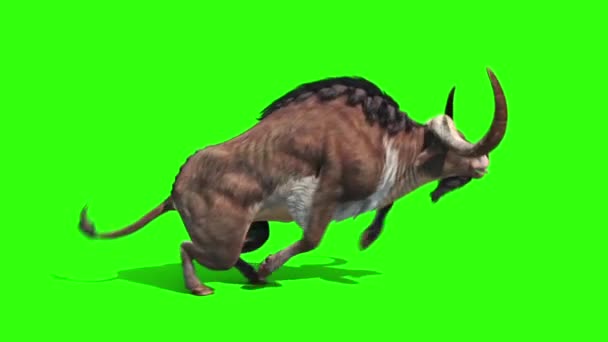 Buffalo Runs Loop Side Animals Horns Green Screen Rendering Animation — Stock Video