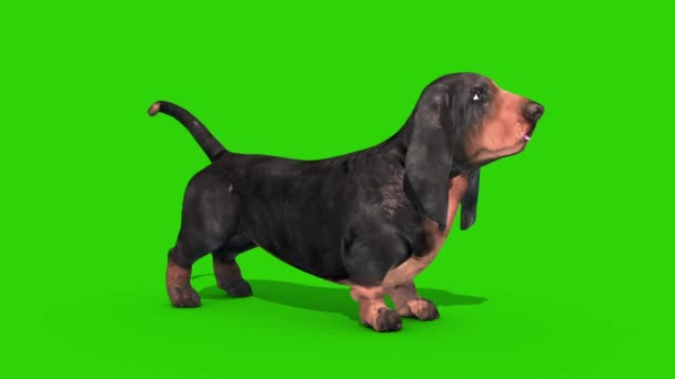 Dachshund Perro Verde Pantalla Idle Renderizado Animación Croma Clave — Vídeos de Stock