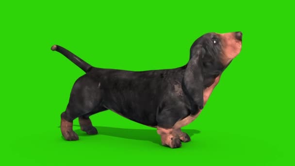 Dachshund Dog Green Screen Bark Side Gjengivende Animasjon Chroma Key stockopptak