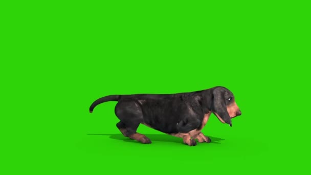 Dachshund Hond Groen Scherm Rendering Animatie Chroma Sleutel — Stockvideo