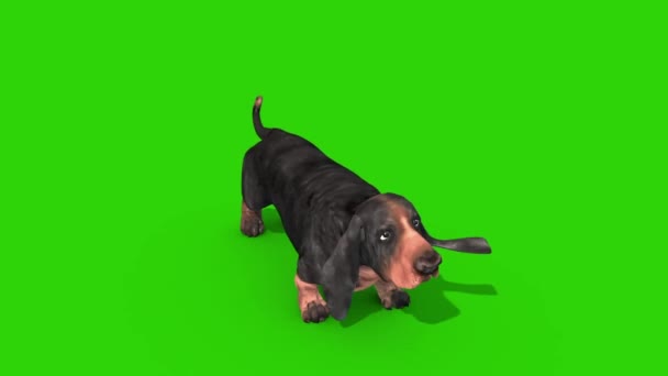 Dachshund Hond Groen Scherm Schors Lus Rendering Animatie Chroma Sleutel — Stockvideo