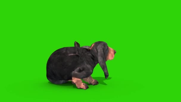 Дахшундський Собака Зелений Екран Петля Холостого Ходу Рендерингу Анімації Chroma — стокове відео