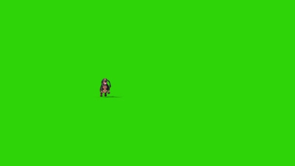 Dachshund Dog Green Screen Run Front Rendering Animatie Chroma Key — Stockvideo
