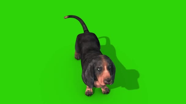 Dachshund Dog Tela Verde Olhe Redor Renderização Animação Chroma Key Filmagem De Bancos De Imagens Sem Royalties