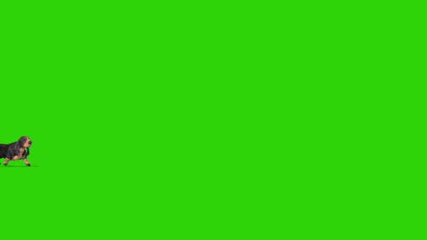 Dachshund Perro Verde Pantalla Paseos Lado Renderizado Animación Croma Clave Metraje De Stock
