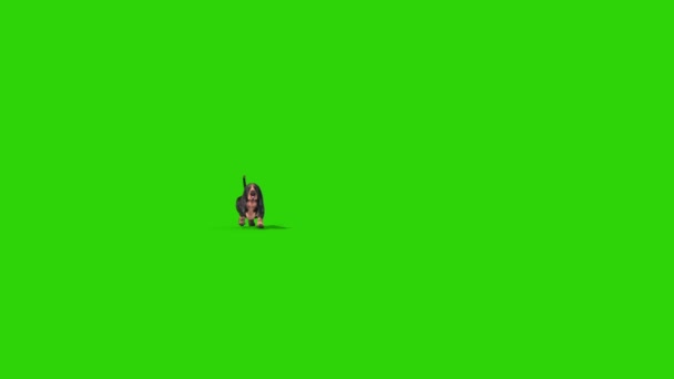 Mäyräkoira Green Screen Walks Edessä Rendering Animaatio Chroma Key kuvapankkivideo